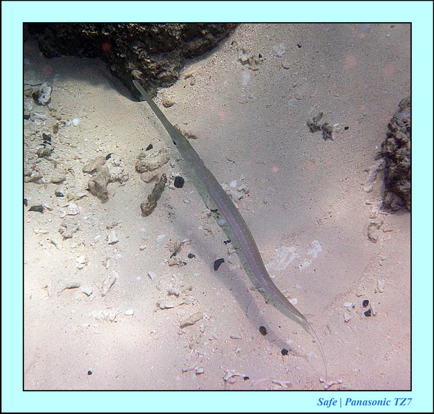 2011 - 08 - Borneo - Mataking 34